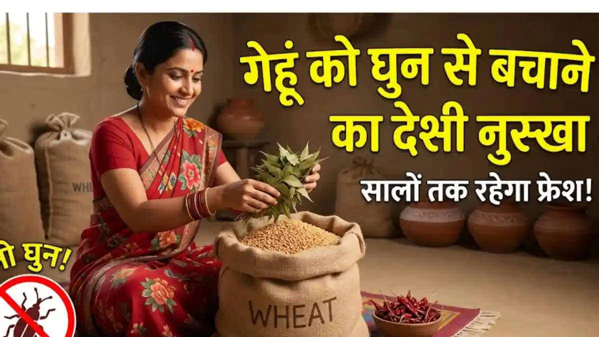 Ghehu ko ghun se bachane ka Desi nuskha